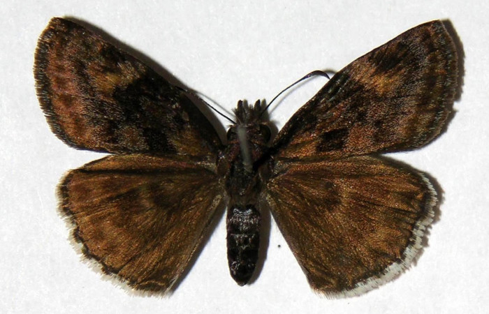 Fig.3 Adulto <i>Gesta invisus</i></i>, mostrando la parte dorsal.Voucher.04-SRNP-15977-DHJ323366