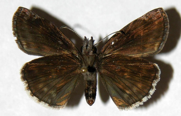 Fig.4 Adulto <i>Gesta invisus</i></i>, mostrando la parte ventral.Voucher. 04-SRNP-15977-DHJ323367