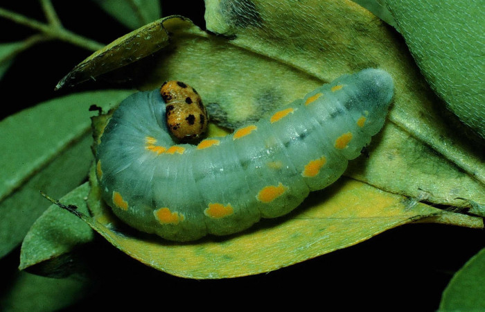 Fig.5 Larva <i>Gesta invisus</i></i>, mostrando la parte dorsal entero en hoja de <i>Indigofera costaricensis</i></i>, familia (Fabaceae). Voucher. 90-SRNP-2477-DHJ13666.jpg