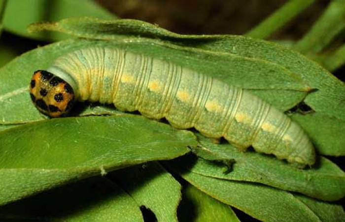 Fig.6 Larva <i>Gesta invisus</i></i>, mostrando la parte lateral entero en hoja de <i>Indigofera costaricensis</i></i>, familia (Fabaceae). Voucher. 93-SRNP-4131-DHJ26466.jpg