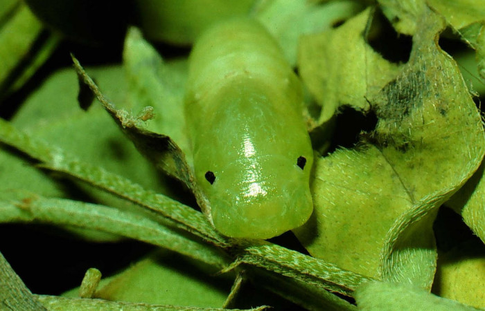 Fig.7  Pupa frontal <i>Gesta invisus</i></i>, en hoja de <i>Indigofera costaricensis</i></i>, familia (Fabaceae). Voucher. 93-SRNP-3312-DHJ26464.jpg.