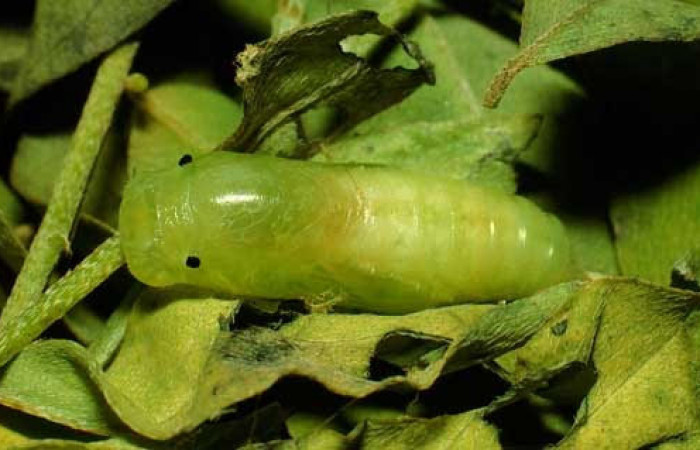 Fig.8  Pupa dorsal entero <i>Gesta invisus</i></i>, en hoja de <i>Indigofera costaricensis</i></i>, familia (Fabaceae). Voucher. 93-SRNP-3312-DHJ26465.jpg.