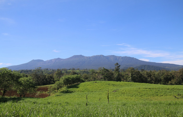 Figura.1 Habitad <i>cruziohyla sylviae</i></i>, (Phyllomedusidae). Area de Conservación Guanacaste, Sector Rincón Rain Forest. Estación Leiva, (elevación 455 metros), observada el 28 de julio 2020. Foto. Jorge Hernández.