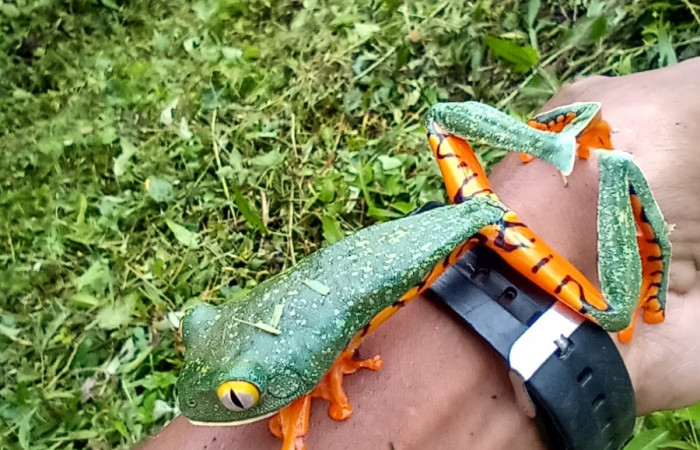Figura. 2 Habitad  <i>cruziohyla sylvia</i></i>, (Phyllomedusidae). Area de Conservación Guanacaste. Sector Rincón Rain Forest. Estación Leiva,(elevación 455 metros), observada el 28 de julio 2020. Foto. Jorge Hernández.