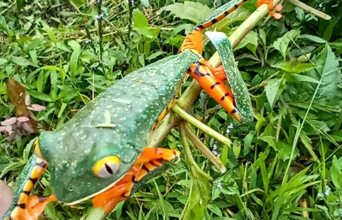 Figura. 3 Vista de frente <i>cruziohyla sylvia</i></i>, (Phyllomedusidae). Area de Conservación Guanacaste. Sector Rincón Rain Forest. Estación Leiva, (elevación 455 metros), Observada el 28 de julio 2020. Foto. Jorge Hernández.