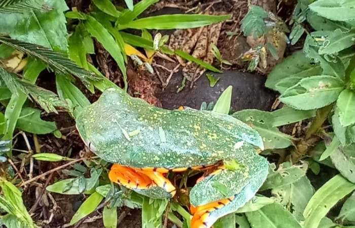 Figura. 4 Vista dorsal <i>cruziohyla sylvia</i></i>, (Phyllomedusidae). Area de Conservación Guanacaste. Sector Rincón Rain Forest. Estación Leiva, (elevación 455 metros), observada  el 28 de julio 2020. Foto. Jorge Hernández.