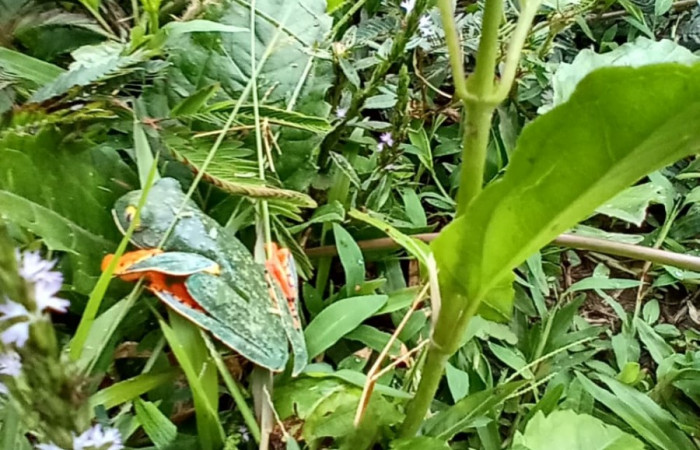 Figura. 5 Vista lateral <i>cruziohyla sylvia</i></i>, (Phyllomedusidae). Area de Conservación Guanacaste. Sector Rincón Rain Forest. Estación Leiva, (elevación 455 metros), observada el 28 de julio 2020. Foto. Jorge Hernández.