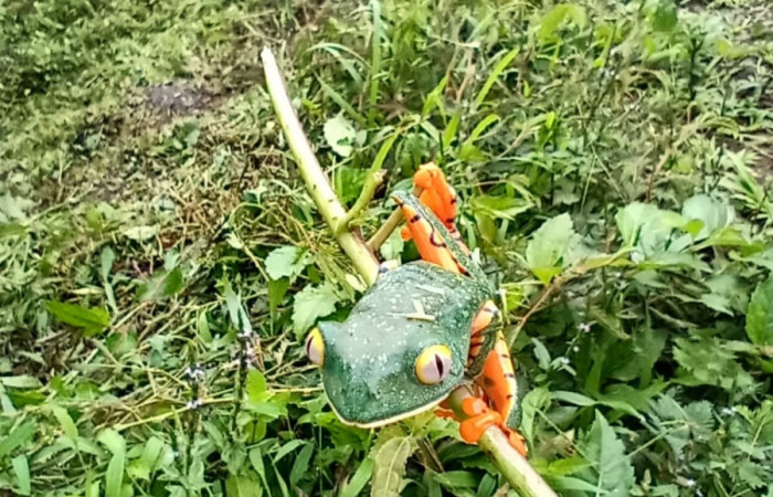 Figura. 6 Vista cabeza <i>cruziohyla sylvia</i></i>, (Phyllomedusidae). Area de Conservación Guanacaste. Sector Rincón Rain Forest. Estación Leiva, (elevación 455 metros), observada el 28 de julio 2020. Foto. Jorge Hernández.