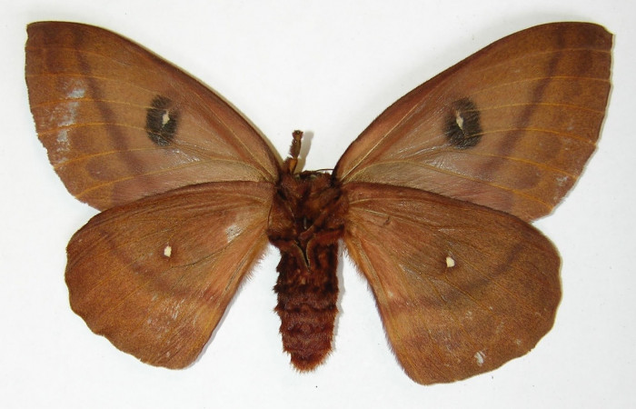 Figura 11. Adulto <i>Automeris silkae</i></i> familia (Saturniidae): En posición ventral mostrando un puntos en cada las alas anteriores, y en las posteriores tiene dos puntos blancos,  Voucher 09-SRNP-36738-DHJ530927.