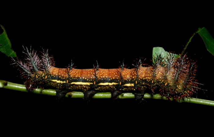 Figura 3. <i>Automeris silkae</i></i> familia (saturniidae): En posición lateral. Voucher, 09-SRNP-36747-DHJ468078.
