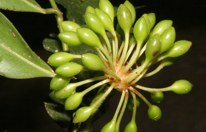 Figura 15. de la planta <i>Guatteria tonduzii</i></i>  familia (Annonaceae): donde se alimentaba la larva <i>Automeris silkae[i/] foto Adrian Guadamuz.
