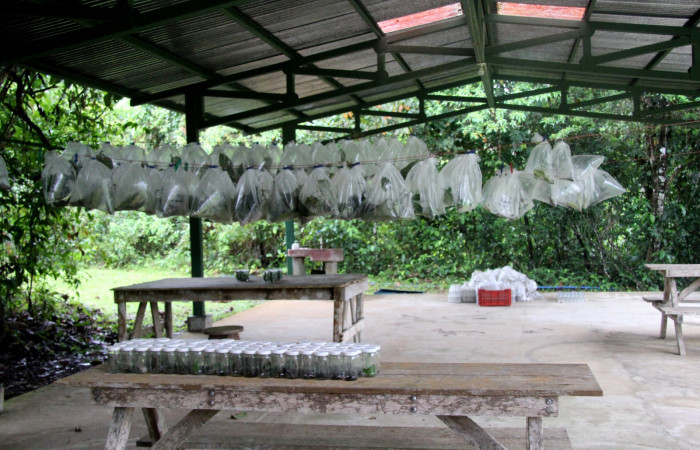 Figura 2. Galerón donde se crian las larvas en sus diferentes estadios.  Foto, Pablo Umaña el día 30 de Marzo del 2021.