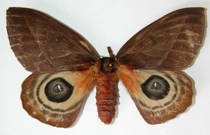 Figura 10. Adulto <i>Automeris silkae</i></i> familia (Saturniidae): En posición dorsal mostrando dos ojos falsos en las alas posteriores, Voucher 09-SRNP-36738-DHJ530926.