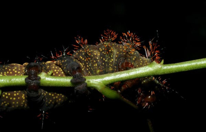 Figura 6. Larva <i>Automeris silkae</i></i> familia (saturniidae): En posición ventral mostrando manchas amarillos y patas verdaderas. Voucher 09-SRNP-36747-DHJ468089.