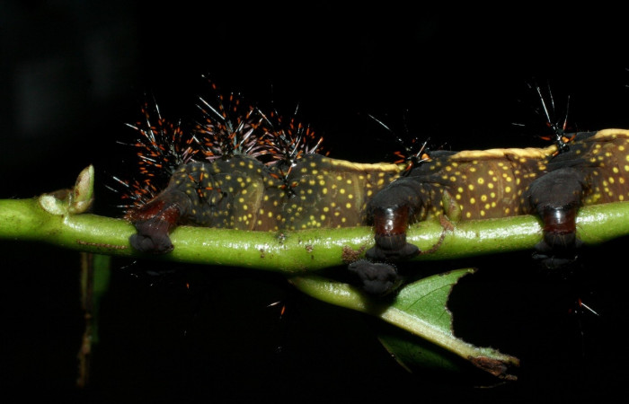 Figura 7. Larva <i>Automeris silkae</i></i> familia (saturniidae): En posición venttal mostrando manchas amarillos y patas falsas. Voucher 09-SRNP-36747-DHJ468090.