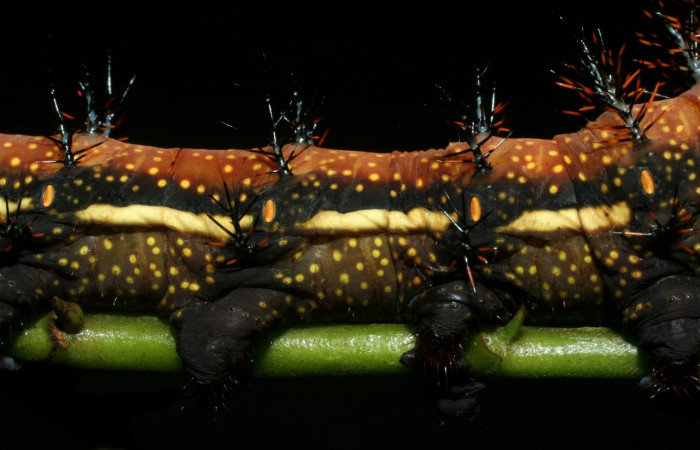 Figura 4. <i>Automeris silkae</i></i> familia (saturniidae): En posición lateral mostrando puntos que están entre cada segmento de la línea lateral amarilla. son, espiráculos por donde respira. Voucher, 09-SRNP-36747-DHJ468082.