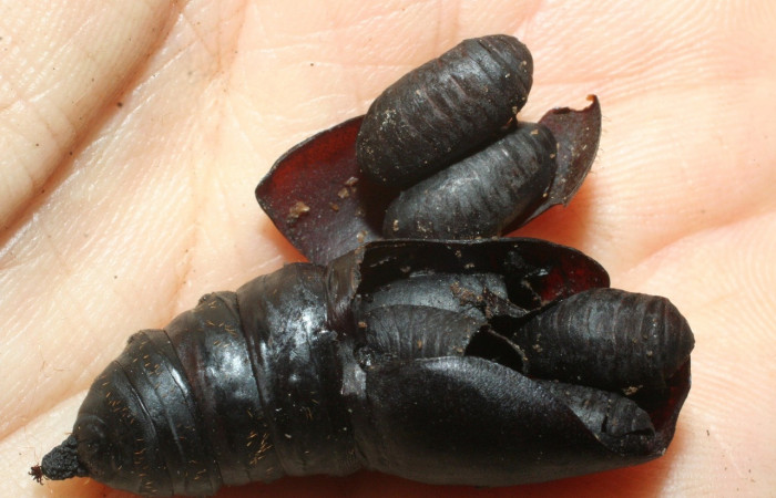 Figura 14. Puparios eclosionados de la familia Tachinidae, <i>Belvosia</i></i> Woodley08, dentro de restos de pupa <i>Automeris banus</i></i>. Voucher08-SRNP-36020-DHJ462480.