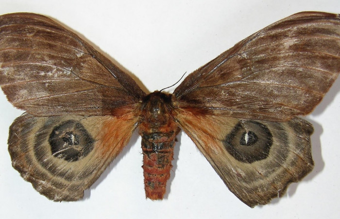 Figura 12. Adulto <i>Automeris silkae</i></i> familia (Saturniidae): En posición dorsal mostrando dos ojos falsos en las alas posteriores, Voucher 09-SRNP-36743-DHJ530920.