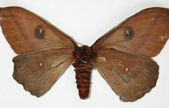 Figura 13. Adulto <i>Automeris silkae</i></i> familia (Saturniidae): En posición ventral mostrando un puntos en cada las alas anterior, y en las posteriores tiene dos puntos blancos, Voucher 09-SRNP-36743-DHJ530921.