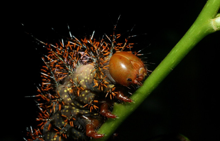 Figura 5. Larva <i>Automeris silkae</i></i> familia (saturniidae): En posición cabeza y tórax mostrando protuberancias urticantes, manchas amarillos. Voucher, 09-SRNP-36747-DHJ468086.