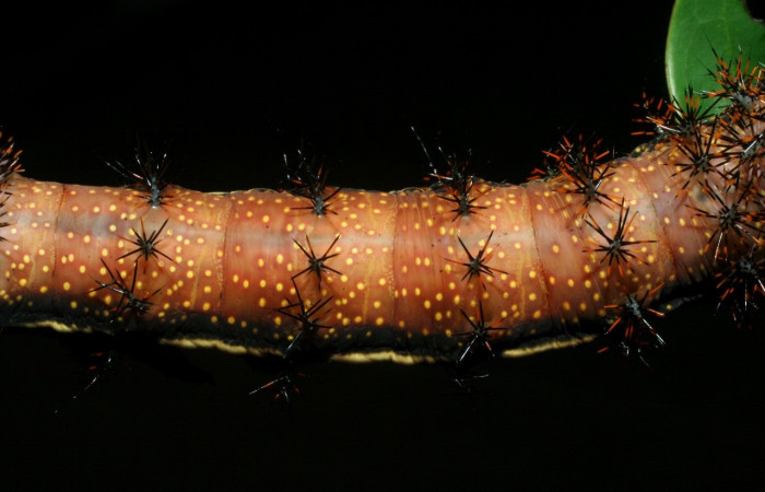 Figura 9. Larva <i>Automeris silkae</i></i> familia (saturniidae): En posición dorsal mostrando protuberancias urticantes, manchas amarillos. Voucher 09-SRNP-36747-DHJ468092.