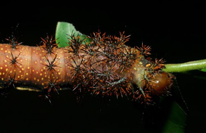 Figura 8. Larva <i>Automeris silkae</i></i> familia (saturniidae): En posición dorsal mostrando manchas amarillos protuberancias urticantes. Voucher 09-SRNP-36747-DHJ468094.