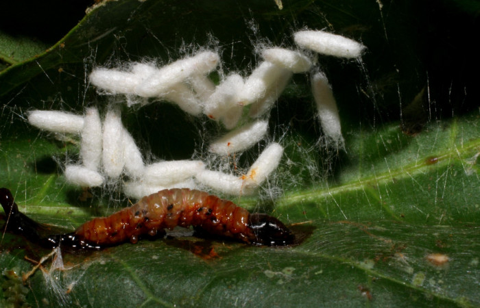 Fig. 9 . Capullos de parásitos <i>Apanteles</i></i> carloscastilloiDHJ01 (Braconidae.) junto a larva muerta de <i>Stenoma completella</i></i> (Depressariidae), en último estadío. Voucher: 05- SRNP-42226-DHJ407536.