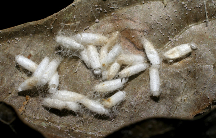 Fig. 10. Capullos de <i>Apanteles </i></i>carloscastilloiDHJ01 (Braconidae), parásito de <i>Stenoma completella</i></i> (Depressariidae). Voucher: -05-SRNP-42226-DHJ424499.