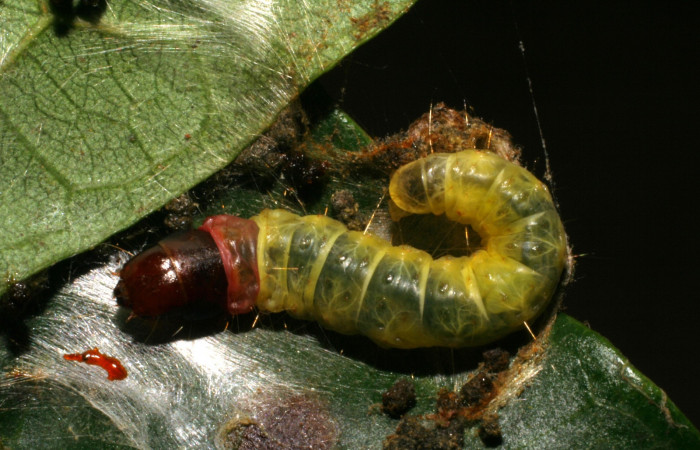 Fig. 5. Larva en último estadío de <i>Stenoma completella</i></i> (Depressariidae). Voucher: 05-SRNP-42227-DHJ407541.