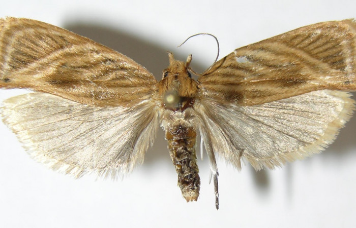 Fig. 17. Envergadura de <i>Stenoma completella</i></i> vista dorsal. Voucher: 05-SRNP-6222- DHJ343864.