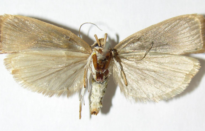 Fig. 18. Envergadura ventral de <i>Stenoma completella</i></i>. Voucher: 05-SRNP-6222- DHJ343865.