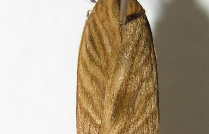 Fig. 15. Vista dorsal de <i>Stenoma completella</i></i> (Depressaridae). Voucher: 05-SRNP-6226- DHJ343860.