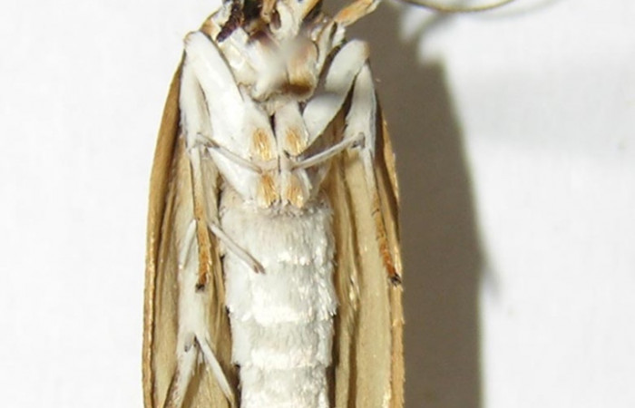 Fig. 16. Vista ventral de <i>Stenoma completella</i></i> . Voucher: 05-SRNP-6226-DHJ343861.