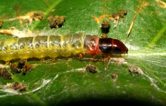 Fig. 4. Larva <i>Stenoma completella</i></i> (Depressariidae), haciendo su tunel de seda Voucher: 06-SRNP-41109-DHJ414313.