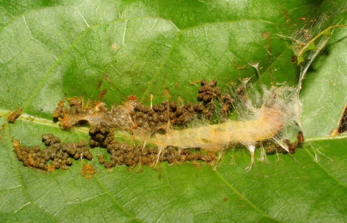 Fig. 6. Larva <i>Stenoma completella</i></i>, (Depressariidae), en último estadío en su túnel de protección. Voucher: 06-SRNP-43093-DHJ417164.