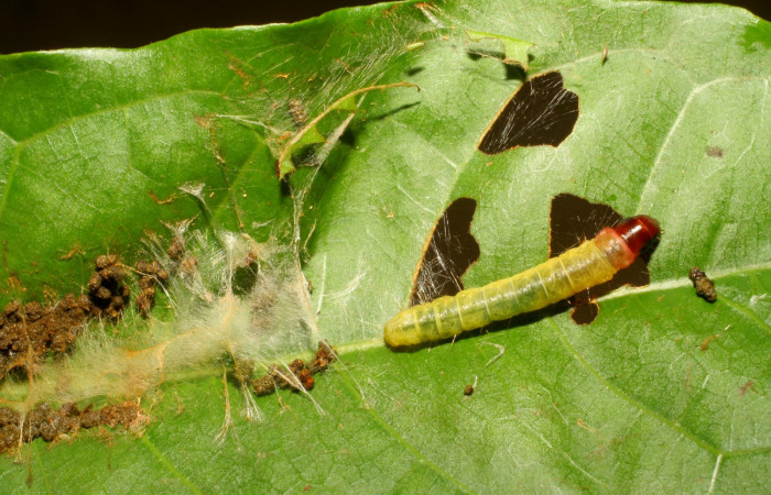 Fig. 7. Larva <i>Stenoma completella</i></i>, (Depressariidae), en último estadío saliendo de su túnel de protección. Voucher: 06-SRNP-43093- DHJ417167.