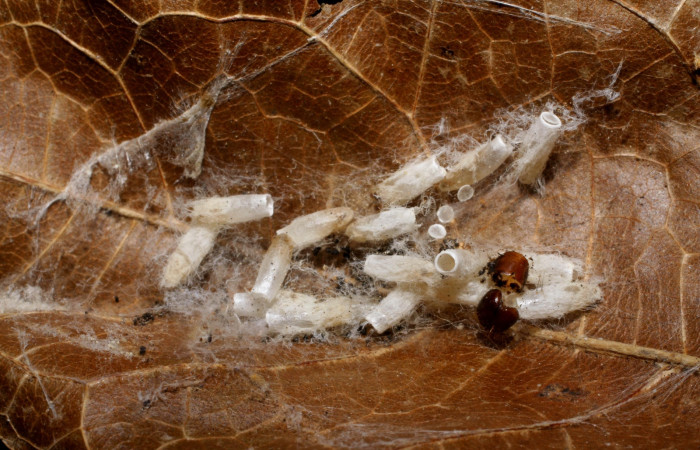 Fig. 11. Exuvias eclosionadas de [I]Apanteles carloscastilloiDHJ01 (Braconidae), parástio de <i>Stenoma completella</i></i> (Depresariidae). Voucher:-06-SRNP-43093-DHJ425552.