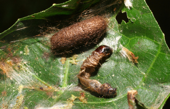 Fig. 12. Capullo de <i>Xiphosomella belinda</i></i> (Ichneumonidae). atacando <i>Stenoma completella</i></i>, (Depressariidae). Voucher: 06- SRNP-44166-DHJ420889.