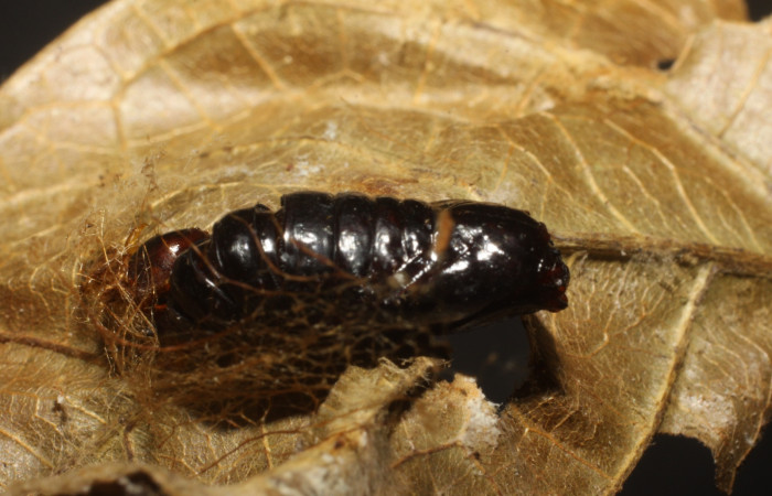 Fig. 13 Daño de pupa <i>Stenoma completella</i></i> (Depressariidae), ocasionado por el parásito <i>Carcelia</i></i> Wood13 (Tachinidae). Voucher: 10-SRNP-42079-DHJ480615.