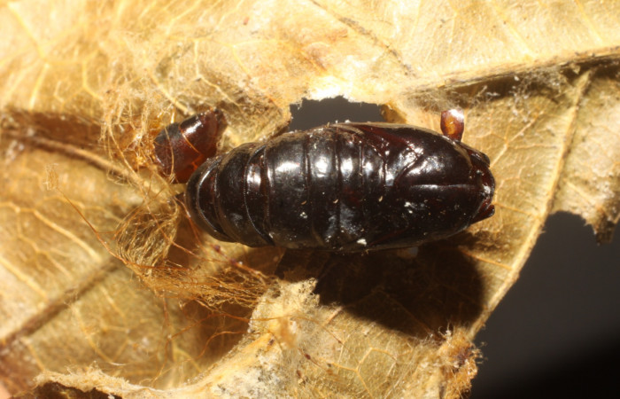 Fig. 8. Pupa de <i>Stenoma completella</i></i>, (Depressariidae). Voucher: 10-SRNP-42079-DHJ480618.