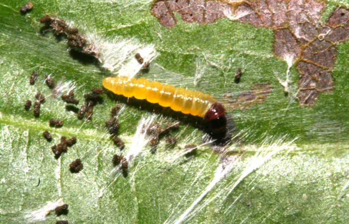 Fig. 2. Larva de <i>Stenoma completella</i></i>, vista lateral. Voucher: 11-SRNP-42265-DHJ483245