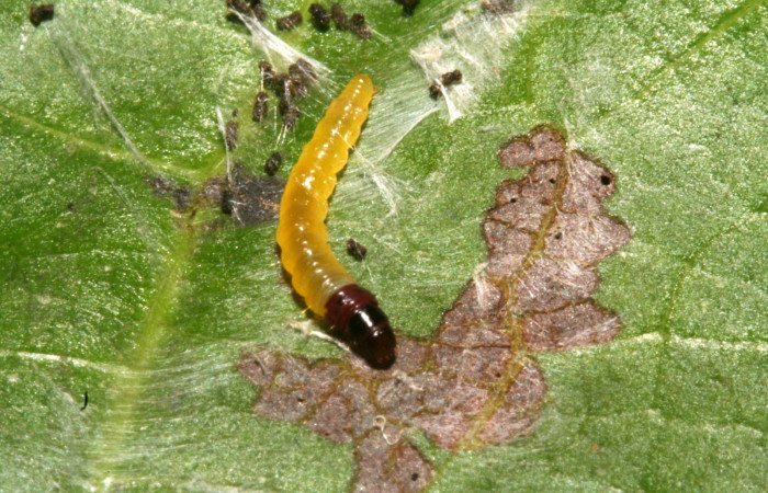 Fig. 1. Larva de <i>Stenoma completella</i></i> vista de alimentacíon. Voucher: 11-SRNP-42265- DHJ483250.