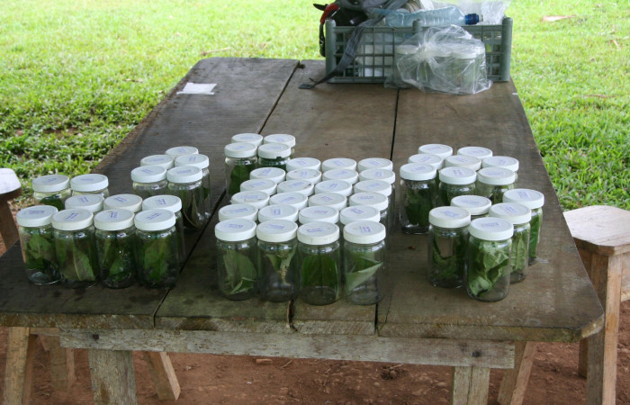 Fig. 3. Mostrando forma de crianza de larvas pequeñas, en vasos con su planta hospedera, rotulados en su tapa con su voucher y nombre de las plantas hospederas.
