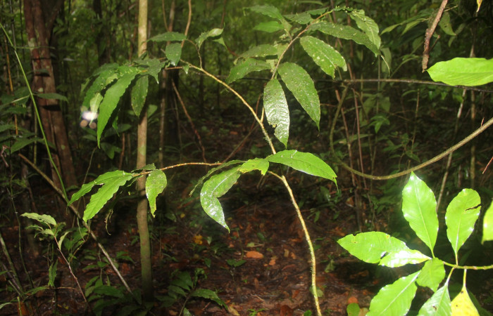 Planta Hospedera de larva <i>Stenoma completella</i></i>:
<i>Stenoma completella</i></i> es una larva que podemos encontrarla alimentándose
únicamente de plantas de la familia de las Moraceae en todo el Área de Conservación Guanacaste, bosque lluvioso desde una elevación de los 340 mts hasta los 1220 mts sobre el nivel del mar.