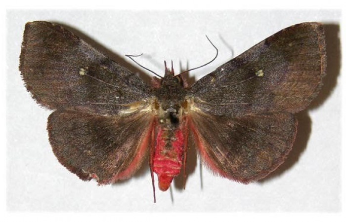 Fig.1  Vista dorsal de <i>Chabora rhodogaster</i></i> (Erebidae) Eclosionó 16 de Agosto 2003, Sector San Cristóbal, Río Blanco abajo 500mts. (03-SRNP-7353-DHJ312350.jpg).