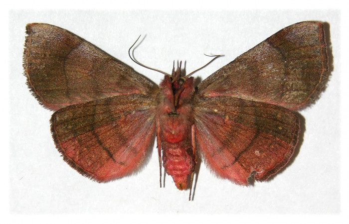 Fig.2 Vista ventral de <i>Chabora rhodogaster</i></i> (Erebidae) Eclosionó 16 de Agosto 2003, Sector San Cristóbal, Río Blanco abajo 500mts. (03-SRNP-7353-DHJ312351.jpg)