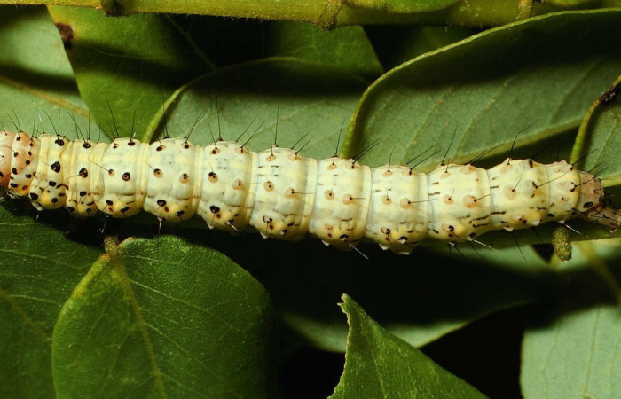 Fig.3 Vista dorsal de la larva <i>Chabora rhodogaster</i></i> (Erebidae), se colectó 09 de Noviembre 2001, Sector San Cristóbal, Río Blanco abajo 500mts. (01-SRNP-22510-DHJ67039.jpg).