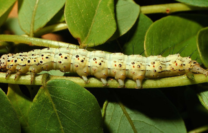 Fig.4 Vista lateral de la larva <i>Chabora rhodogaster</i></i> (Erebidae), se colectó 09 de Noviembre 2001, Sector San Cristóbal, Río Blanco abajo 500mts. (01-SRNP-22510-DHJ67038.jpg).
