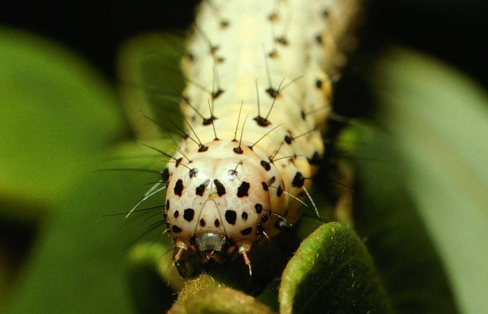 Fig.5 Vista frontal de la larva <i>Chabora rhodogaster</i></i> (Erebidae), se colectó 09 de Noviembre 2001, Sector San Cristóbal, Río Blanco abajo 500mts. (01-SRNP-22510-DHJ67041.jpg).