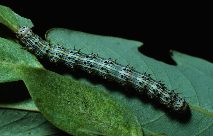 Fig.6 Vista dorsal de la larva <i>Chabora rhodogaster</i></i> (Erebidae), se colectó 09 de Noviembre 2001, Sector San Cristóbal, Río Blanco abajo 500mts.(83-SRNP-140-DHJ5185.jpg).